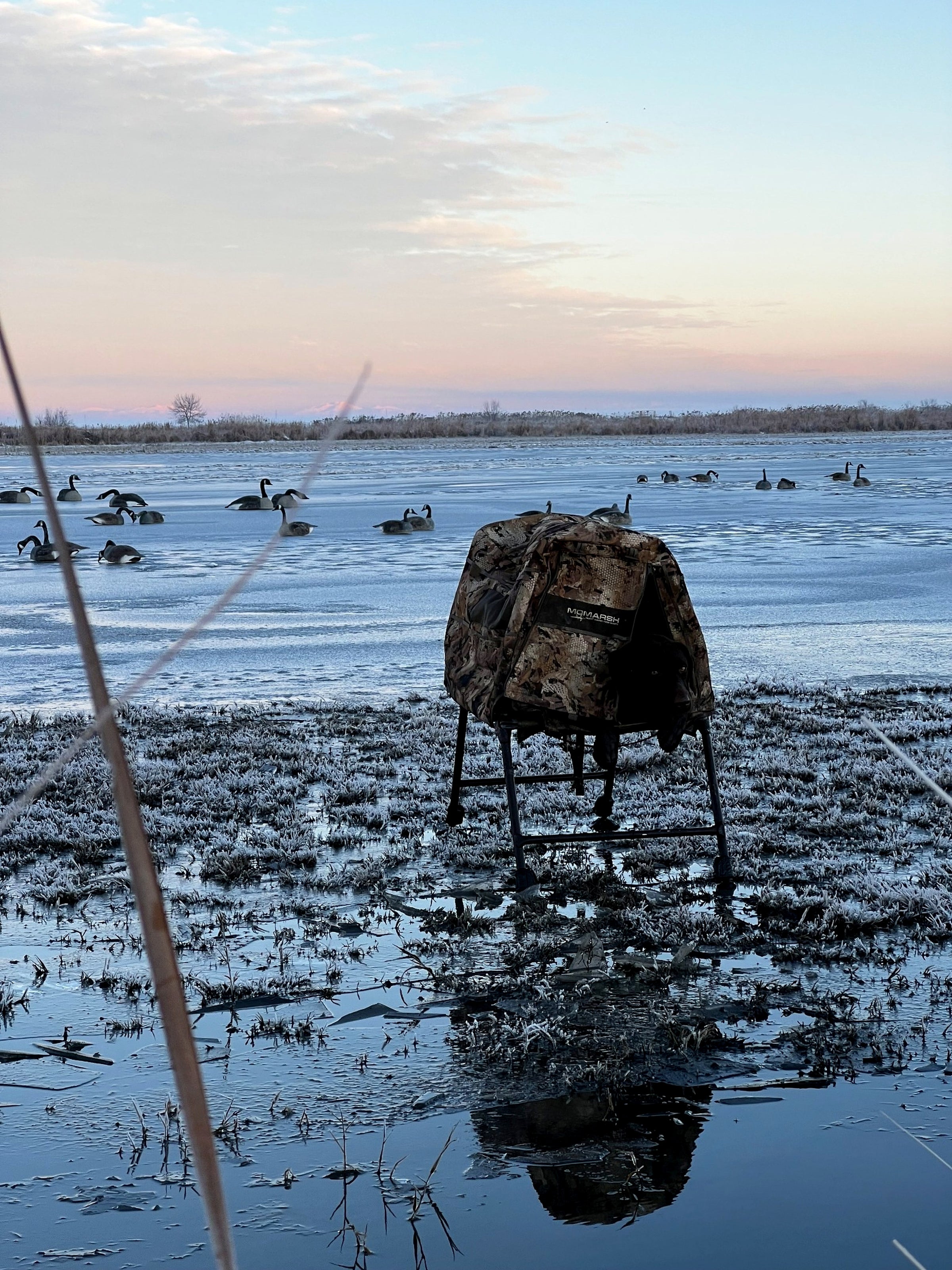 Frozen waterfowl marsh at dawn